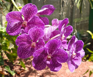 Orchideen