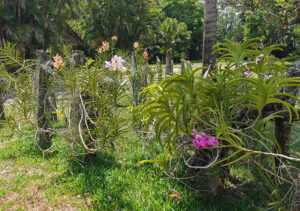 Orchideen