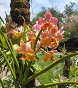 Orchideen