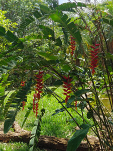 Heliconia