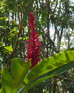 roter Ingwer