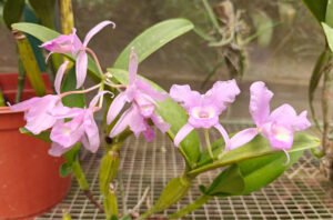 Guaria Morada?