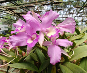 Orchideen