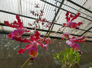 Orchideen