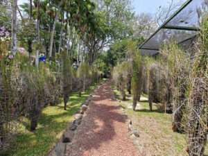 Orchideenweg