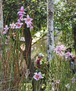 Orchideen
