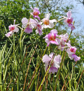 Orchideen
