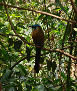 Motmot