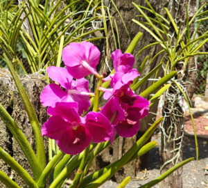 Orchideen