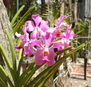 Orchideen