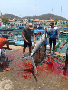 ein stattlicher Marlin