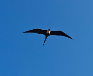 Fregattvogel