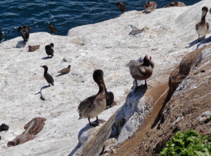 La Jolla Cove