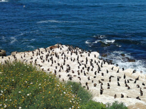 La Jolla Cove