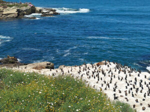 La Jolla Cove