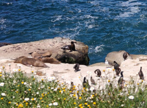 La Jolla Cove
