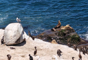 La Jolla Cove