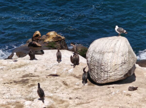 La Jolla Cove