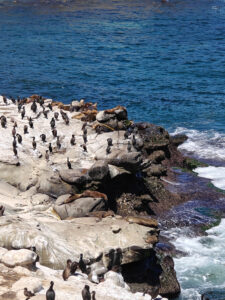 La Jolla Cove