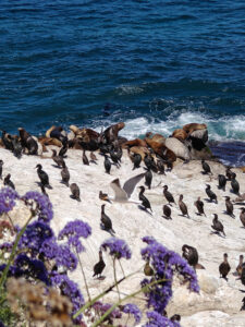 La Jolla Cove