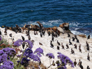 La Jolla Cove