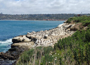 La Jolla Cove