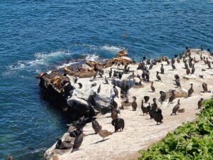 La Jolla Cove