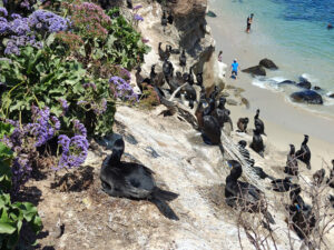 La Jolla Cove