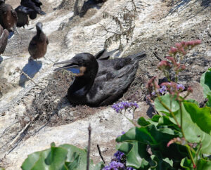 La Jolla Cove