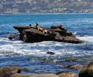 La Jolla Cove