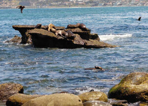 La Jolla Cove