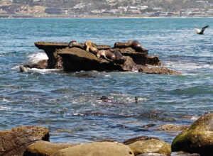 La Jolla Cove