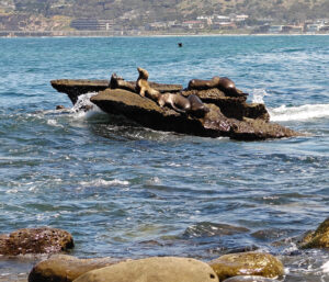 La Jolla Cove