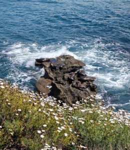 La Jolla Cove