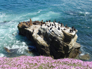 La Jolla Cove