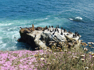 La Jolla Cove