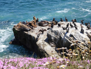 La Jolla Cove