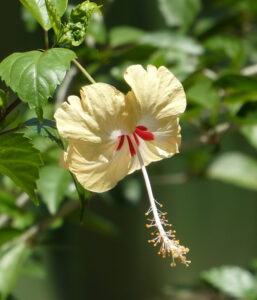 Hibiskus