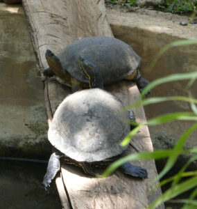 Schildkröten