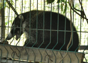 Weißrüsselnasenbär