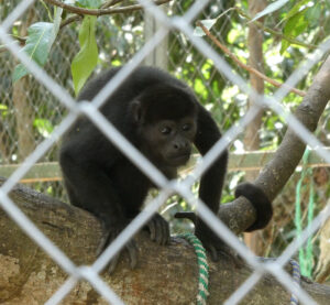 Affe