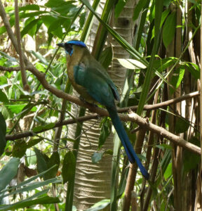 Motmot