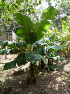 Banane