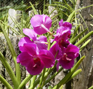 Orchideen