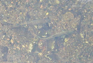Lachse im Creek