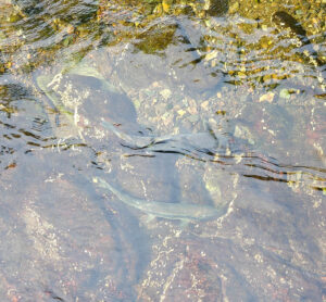 Lachse im Creek