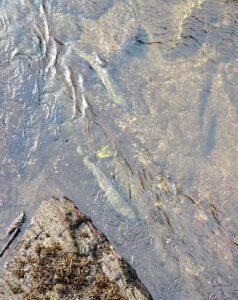 Lachse im Creek
