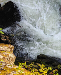 an der Salmon Ladder