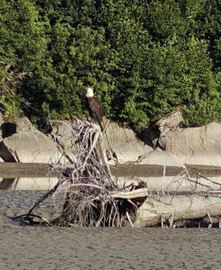 Weißkopfseeadler