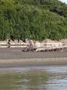 Weißkopfseeadler